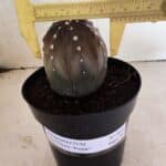 ASTROPHYTUM ASTERIAS “Purple”  Nº 1039 – vaso 15