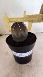 ASTROPHYTUM ASTERIAS “Purple”  Nº 1039 – vaso 15