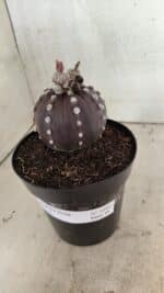 MATRIZ ASTROPHYTUM ASTERIAS “Purple”  Nº 1040 – vaso 15 - Imagem 10