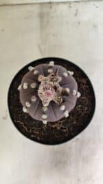 MATRIZ ASTROPHYTUM ASTERIAS “Purple”  Nº 1040 – vaso 15 - Imagem 3