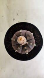 MATRIZ ASTROPHYTUM ASTERIAS “Purple - 6 Ribs”  Nº 1040 – vaso 15 - Imagem 3