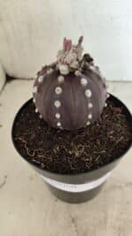 MATRIZ ASTROPHYTUM ASTERIAS “Purple”  Nº 1040 – vaso 15 - Imagem 9
