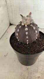 MATRIZ ASTROPHYTUM ASTERIAS “Purple”  Nº 1040 – vaso 15 - Imagem 8