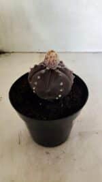 MATRIZ ASTROPHYTUM ASTERIAS “Purple - 6 Ribs”  Nº 1040 – vaso 15 - Imagem 7