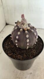MATRIZ ASTROPHYTUM ASTERIAS “Purple”  Nº 1040 – vaso 15 - Imagem 6