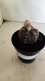 MATRIZ ASTROPHYTUM ASTERIAS “Purple - 6 Ribs”  Nº 1040 – vaso 15 - Imagem 6