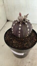 MATRIZ ASTROPHYTUM ASTERIAS “Purple”  Nº 1040 – vaso 15 - Imagem 7