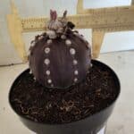 MATRIZ ASTROPHYTUM ASTERIAS “Purple”  Nº 1040 – vaso 15