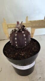 MATRIZ ASTROPHYTUM ASTERIAS “Purple”  Nº 1040 – vaso 15