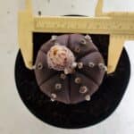 MATRIZ ASTROPHYTUM ASTERIAS “Purple - 6 Ribs”  Nº 1040 – vaso 15