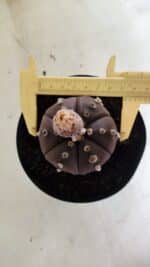 MATRIZ ASTROPHYTUM ASTERIAS “Purple - 6 Ribs”  Nº 1040 – vaso 15