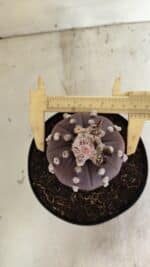 MATRIZ ASTROPHYTUM ASTERIAS “Purple”  Nº 1040 – vaso 15 - Imagem 5