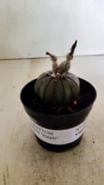 ASTROPHYTUM ASTERIAS “Purple”  Nº 1041 – vaso 09 - Imagem 2