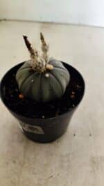 ASTROPHYTUM ASTERIAS “Purple”  Nº 1041 – vaso 09 - Imagem 7