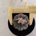 ASTROPHYTUM ASTERIAS “Purple”  Nº 1041 – vaso 09