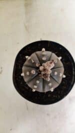 MATRIZ ASTROPHYTUM ASTERIAS “Purple”  Nº 1042 – vaso 15 - Imagem 3