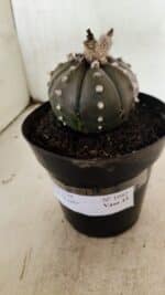 MATRIZ ASTROPHYTUM ASTERIAS “Purple”  Nº 1042 – vaso 15 - Imagem 9