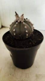 MATRIZ ASTROPHYTUM ASTERIAS “Purple”  Nº 1042 – vaso 15 - Imagem 8