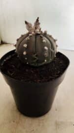 MATRIZ ASTROPHYTUM ASTERIAS “Purple”  Nº 1042 – vaso 15 - Imagem 7