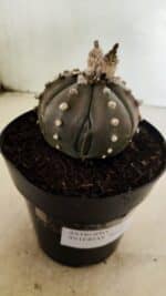 MATRIZ ASTROPHYTUM ASTERIAS “Purple”  Nº 1042 – vaso 15 - Imagem 6