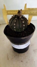 MATRIZ ASTROPHYTUM ASTERIAS “Purple”  Nº 1042 – vaso 15