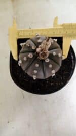 MATRIZ ASTROPHYTUM ASTERIAS “Purple”  Nº 1042 – vaso 15 - Imagem 5