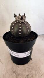 MATRIZ ASTROPHYTUM ASTERIAS “Purple”  Nº 1043 – vaso 15 - Imagem 2