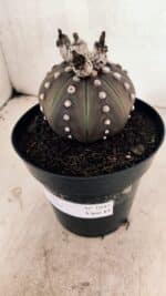 MATRIZ ASTROPHYTUM ASTERIAS “Purple”  Nº 1043 – vaso 15 - Imagem 9