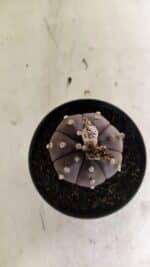 ASTROPHYTUM ASTERIAS “Purple”  Nº 1043 – vaso 11 - Imagem 3