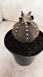 MATRIZ ASTROPHYTUM ASTERIAS “Purple”  Nº 1043 – vaso 15 - Imagem 7