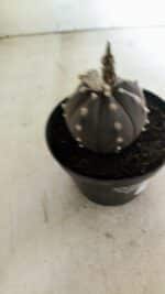 ASTROPHYTUM ASTERIAS “Purple”  Nº 1043 – vaso 11 - Imagem 7