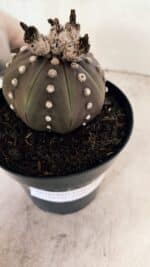 MATRIZ ASTROPHYTUM ASTERIAS “Purple”  Nº 1043 – vaso 15 - Imagem 6