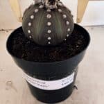 MATRIZ ASTROPHYTUM ASTERIAS “Purple”  Nº 1043 – vaso 15