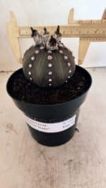 MATRIZ ASTROPHYTUM ASTERIAS “Purple”  Nº 1043 – vaso 15