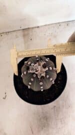 MATRIZ ASTROPHYTUM ASTERIAS “Purple”  Nº 1043 – vaso 15 - Imagem 5