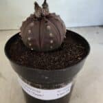 MATRIZ ASTROPHYTUM ASTERIAS “Purple”  Nº 1044 – vaso 15