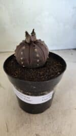 MATRIZ ASTROPHYTUM ASTERIAS “Purple”  Nº 1044 – vaso 15