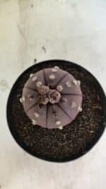 MATRIZ ASTROPHYTUM ASTERIAS “Purple”  Nº 1044 – vaso 15 - Imagem 6