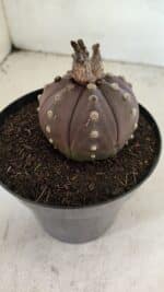 MATRIZ ASTROPHYTUM ASTERIAS “Purple”  Nº 1044 – vaso 15 - Imagem 4