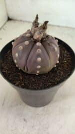 MATRIZ ASTROPHYTUM ASTERIAS “Purple”  Nº 1044 – vaso 15 - Imagem 3