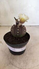 MATRIZ ASTROPHYTUM ASTERIAS “Purple”  Nº 1046 – vaso 11 - Imagem 2