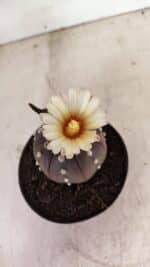 MATRIZ ASTROPHYTUM ASTERIAS “Purple”  Nº 1046 – vaso 11 - Imagem 3