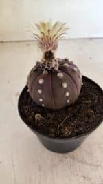 MATRIZ ASTROPHYTUM ASTERIAS “Purple”  Nº 1046 – vaso 11 - Imagem 7