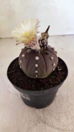MATRIZ ASTROPHYTUM ASTERIAS “Purple”  Nº 1046 – vaso 11 - Imagem 6