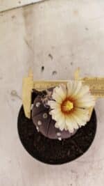 MATRIZ ASTROPHYTUM ASTERIAS “Purple”  Nº 1046 – vaso 11 - Imagem 9