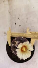 MATRIZ ASTROPHYTUM ASTERIAS “Purple”  Nº 1046 – vaso 11 - Imagem 5