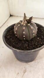 MATRIZ ASTROPHYTUM ASTERIAS “Purple”  Nº 1047 – vaso 15 - Imagem 7