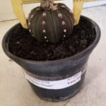 MATRIZ ASTROPHYTUM ASTERIAS “Purple”  Nº 1047 – vaso 15