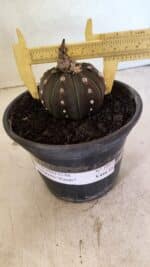 MATRIZ ASTROPHYTUM ASTERIAS “Purple”  Nº 1047 – vaso 15