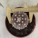 MATRIZ ASTROPHYTUM ASTÉRIAS "Purple" Nº 1080 – vaso 11